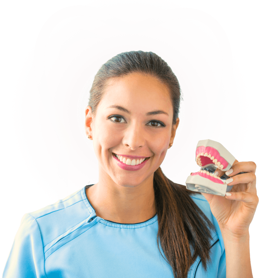 Dentist holding teeth model